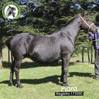 Piara 173350